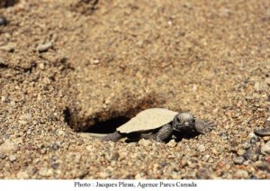 Turtles bury their eggs in sandy beaches