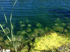 Présences d'algues dans un étang