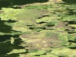 Présences d'algues dans un étang