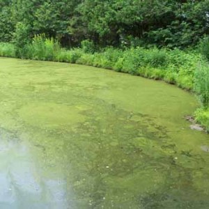 Algae thrive in warm water