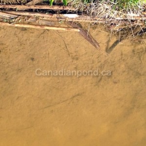 Erosion of a pond