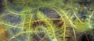 Eurasian water milfoil is an invasive submerged aquatic plant