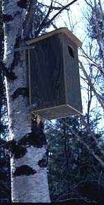 Nesting boxes encourage birds to move in