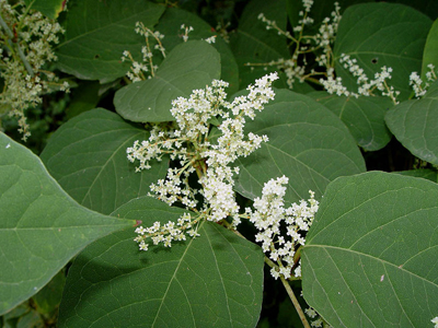 The Japanese Knotweed is an indisposable plant