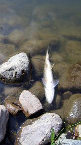 Une mauvaise aération peut causer la mortalité des poissons