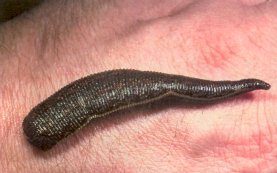 Life size of a leech