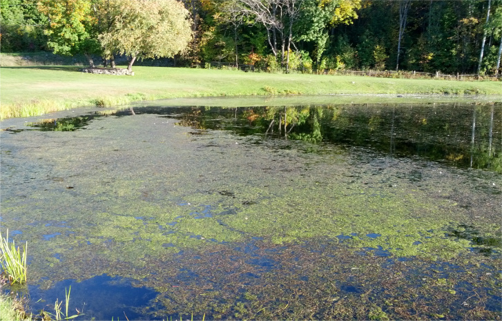 Blue-Green Algae Control in Ponds - Does your pond look like pea soup?