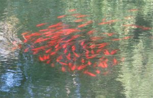 Surpopulation de poissons rouges
