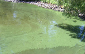 Presence of algae in a pond
